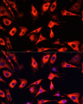 FXR1 Antibody