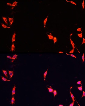 FXR1 Antibody