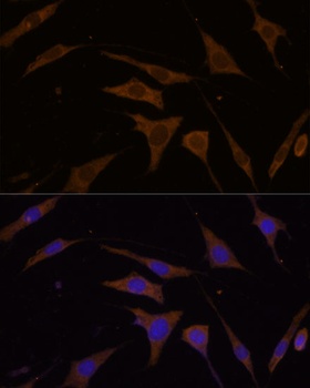 RPL7 Antibody