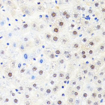 POLR2B Antibody