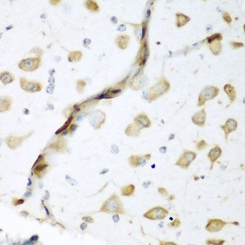 ELAVL2 Antibody