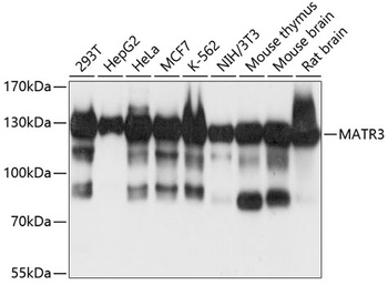 MATR3 Antibody