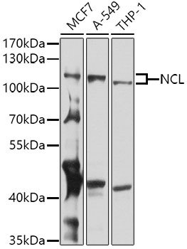 NCL Antibody