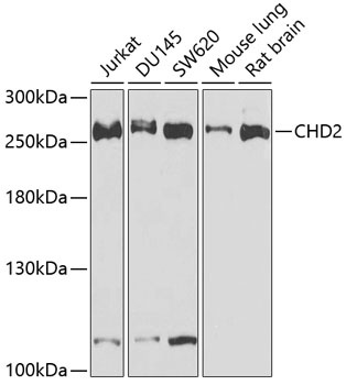 CHD2 Antibody