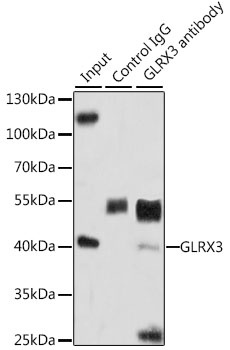 GLRX3 Antibody