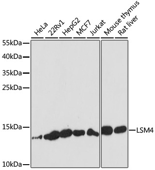 LSM4 Antibody