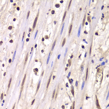 LSM4 Antibody