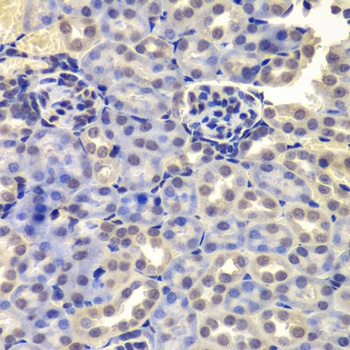 LSM4 Antibody