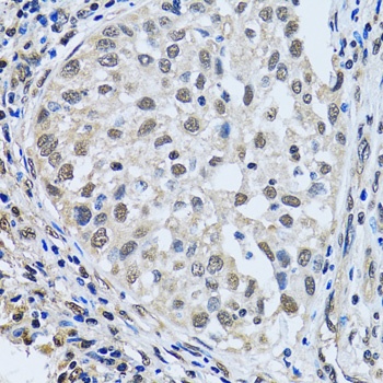 LSM4 Antibody