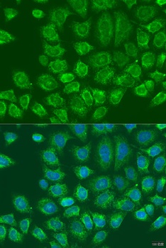 MTDH Antibody