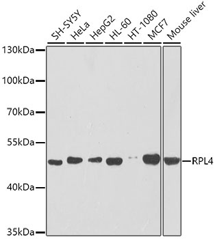 RPL4 Antibody
