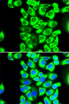 RPS3A Antibody