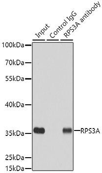 RPS3A Antibody