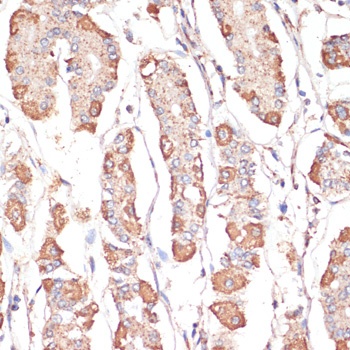 ATP5A1 Antibody