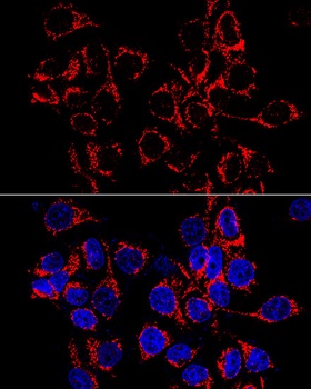 ATP5A1 Antibody