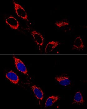 ATP5A1 Antibody