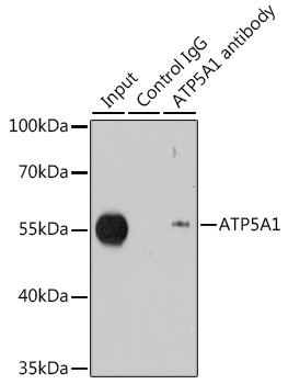 ATP5A1 Antibody