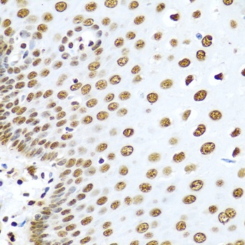 HNRNPR Antibody