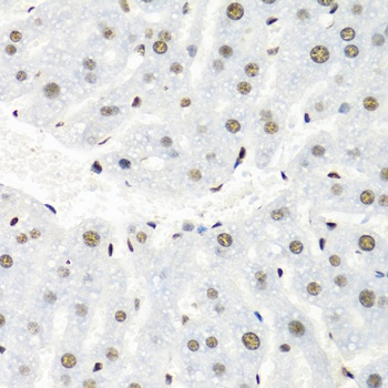 HNRNPR Antibody