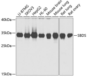 SBDS Antibody