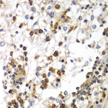 SND1 Antibody