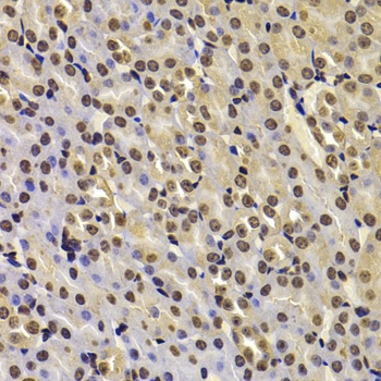 FBXW7 Antibody