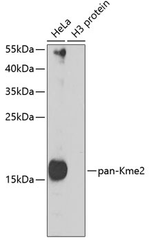 pan Kme2 Antibody