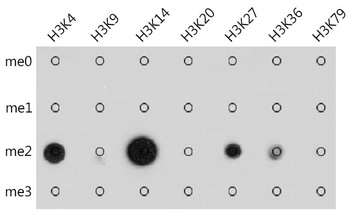 pan Kme2 Antibody
