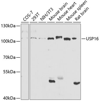 USP16 Antibody