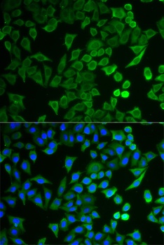 NPRL2 Antibody