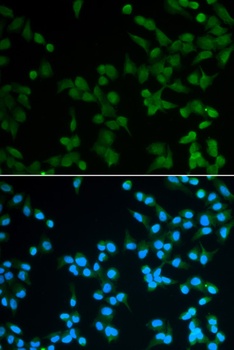 SPIN1 Antibody