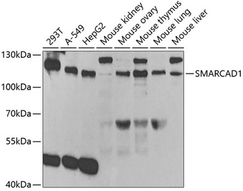 SMARCAD1 Antibody