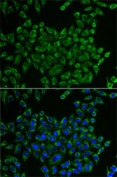 MRPS30 Antibody