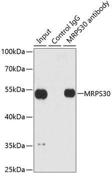 MRPS30 Antibody
