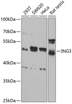 ING3 Antibody