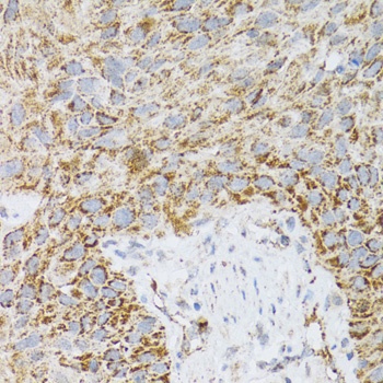 PDYN Antibody