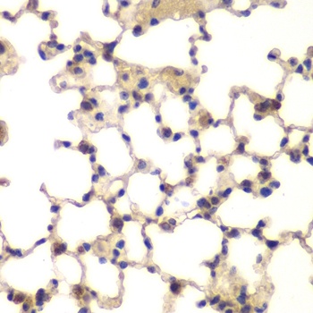 CXXC1 Antibody