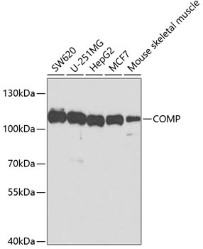 COMP Antibody