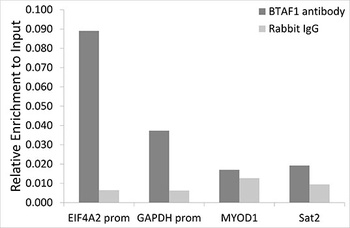 BTAF1 Antibody