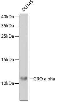 CXCL1 Antibody