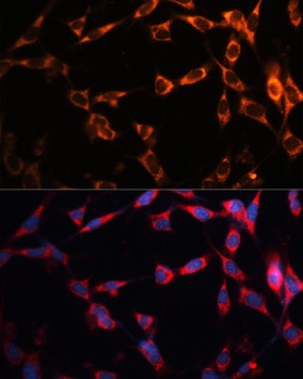 CD36 Antibody