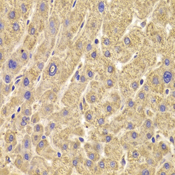 PEX5 Antibody