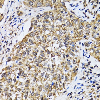 p53 Antibody