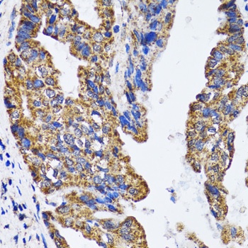 TP53 Antibody