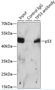 TP53 Antibody