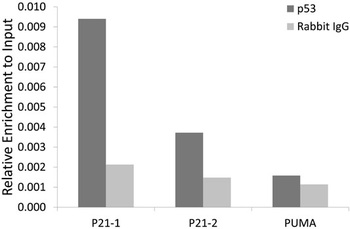 p53 Antibody
