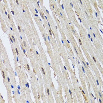 53BP1 Antibody