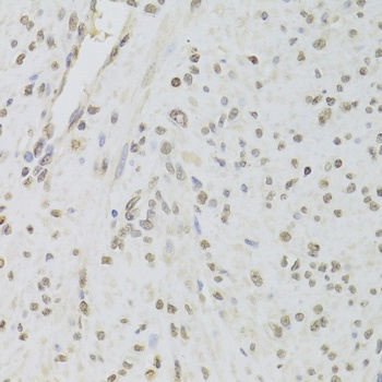 RUVBL1 Antibody