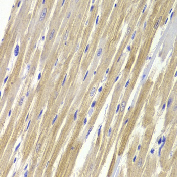 GPD1 Antibody