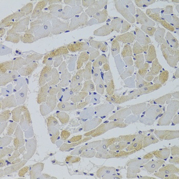 GPD1 Antibody